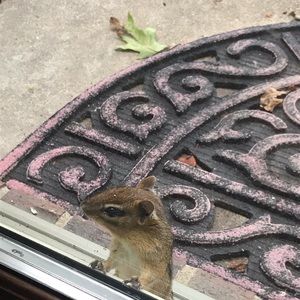 Meet your Posher, Debbie